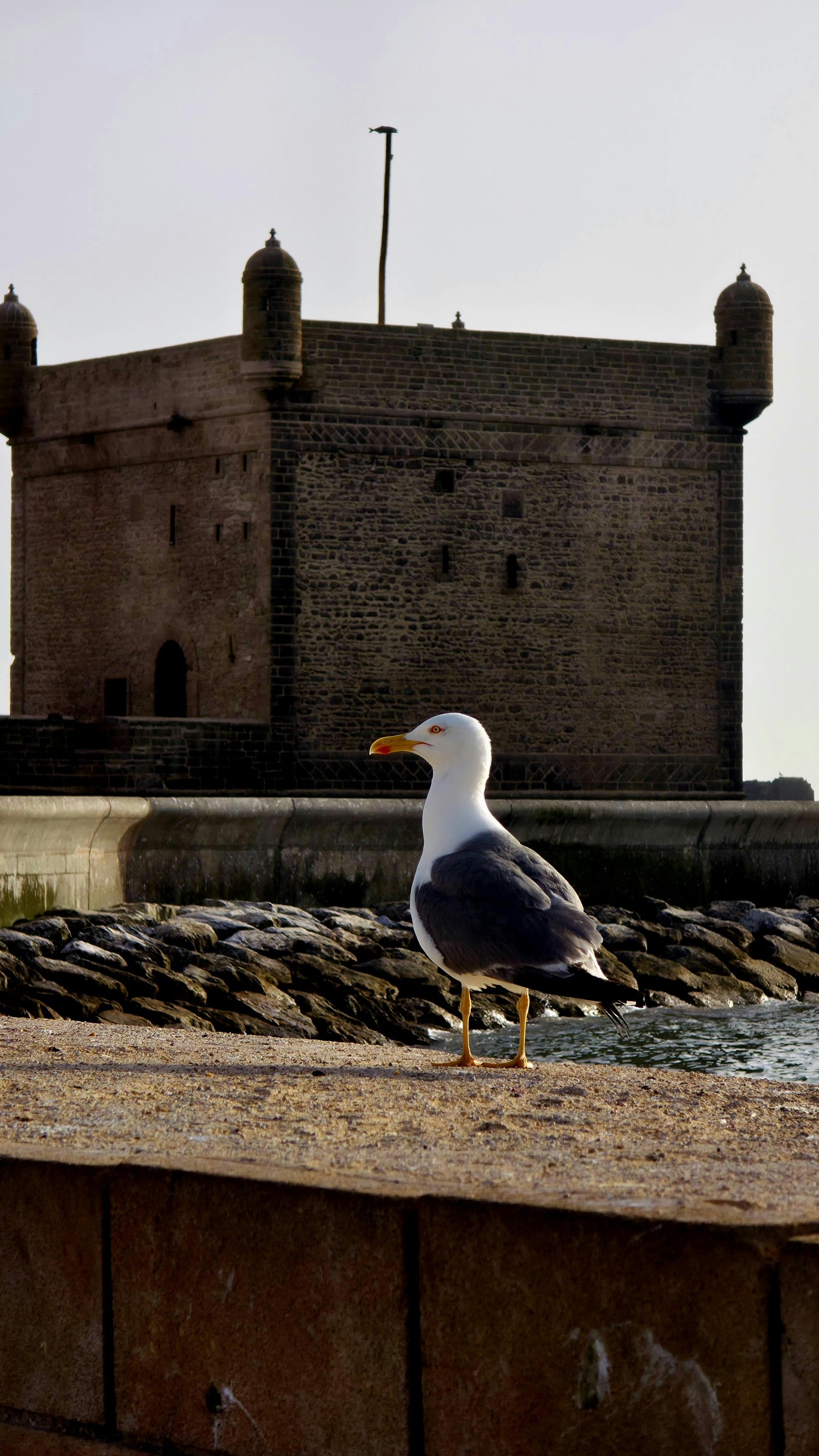 Essaouira Day Trip from Marrakech | Private Atlantic Coast Tour